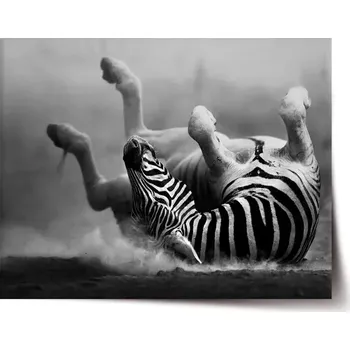 Plakát Sablio Plakát Válející se zebra - 60x40 cm