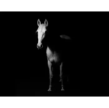 Plakát Sablio Plakát Kůň ve stínu - 60x40 cm