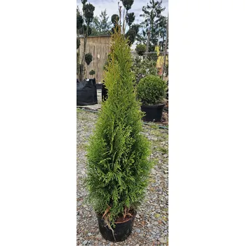 Sazenice Thuje Smaragd 60-80cm