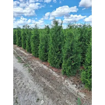 Sazenice Thuja Brabant 220 - 240cm