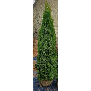 Sazenice Thuje Smaragd 180-200cm