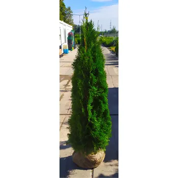 Sazenice Thuje Smaragd 160 - 180cm