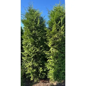 Sazenice Thuja Brabant 260 - 300cm