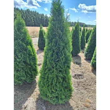 Sazenice Thuje Smaragd EXCLUSIV 200 - 220cm