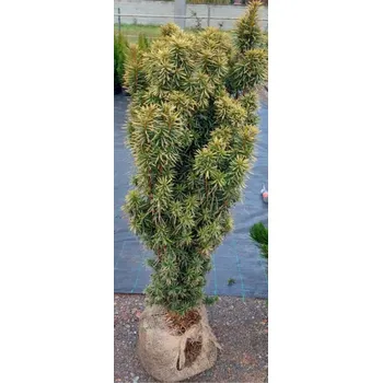 Sazenice Tis červený David 120 - 140cm