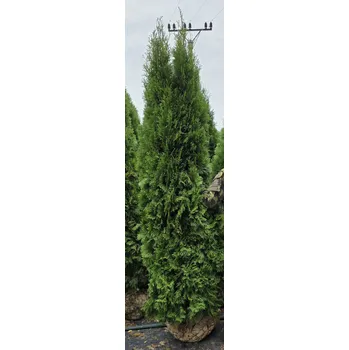 Sazenice Thuje Smaragd 240-260cm