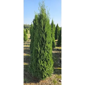 Sazenice Thuje Smaragd 200-220cm