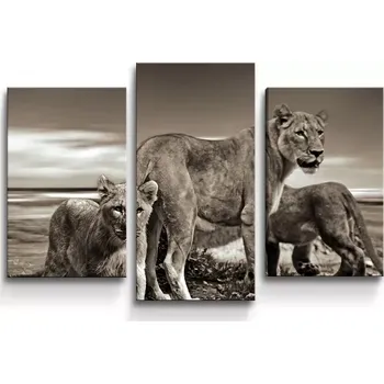 Obraz Sablio Obraz - 3-dílný Lvice a lvíčata - 75x50 cm