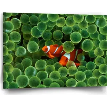 Obraz Sablio Obraz Klaun očkatý - 60x40 cm