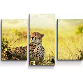 Obraz Sablio Obraz - 3-dílný Gepard - 75x50 cm