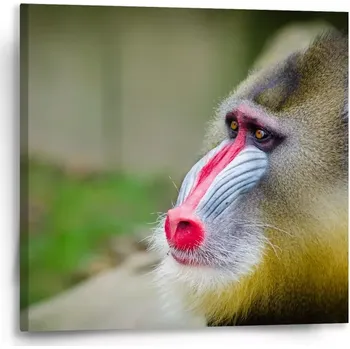 Obraz Sablio Obraz Mandril - 50x50 cm