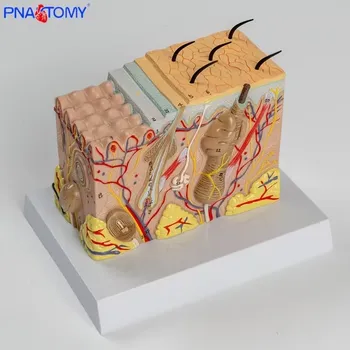 anatomický model 3D anatomický model kůže – vrstvy, cévy a žlázové struktury