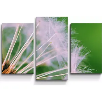 Obraz Sablio Obraz - 3-dílný Odkvetlé pampelišky 3 - 75x50 cm