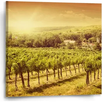 Obraz Sablio Obraz Vinice - 50x50 cm