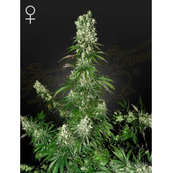 Semeno Green House Seed White Strawberry Skunk Balení: 3ks