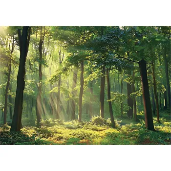 Fototapeta FOTOTAPETA LES SLUNCE NA VLIESU DO KUCHYNĚ, LOŽNICE, OBÝVÁKU - TAPETA 350x250