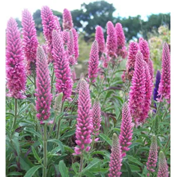 Sazenice Rozrazil ´HEIDEKIND´ kont. 1,4 l