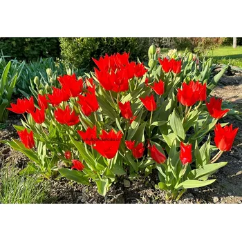 Cibulovina Tulipán Praestans Zwanenburg 20 ks