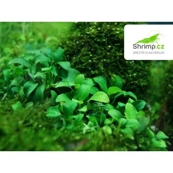 Akvarijní rostlina Anubias nana mini - košík (Anubias barteri)