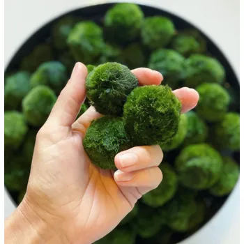 Cladophora aegagropila - Mechová koule 4 - 5 cm 1 ks