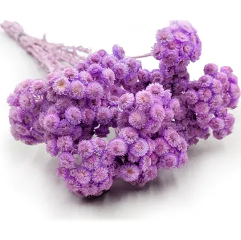 mech-mech.cz Sušená Slaměnka italská - (Helichrysum italicum) -&nbsp;lila