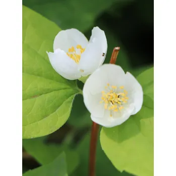 Sazenice Pustoryl nevonný var. Grandiflorus 20-40 cm QP12