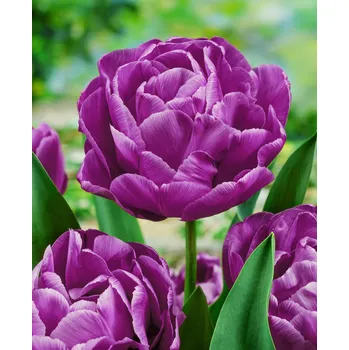 Semeno Tulipán 'Blue diamond' 5 ks