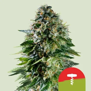 Semeno Royal Queen Seeds Corkscrew Auto Balení: 1ks