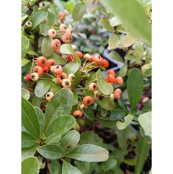 Sazenice Hlohyně šarlatová 'Saphyr® Jaune' 10-30 cm QP