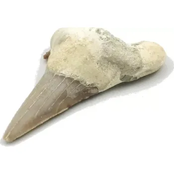 Fosilie Žraločí zub č. 4b