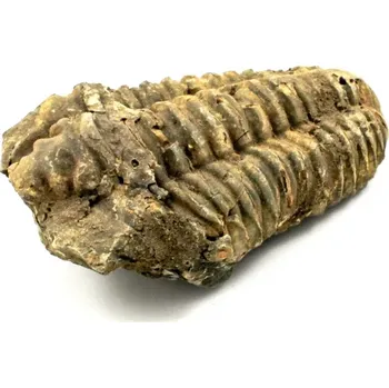 Fosilie Trilobit Maroko č. 1b