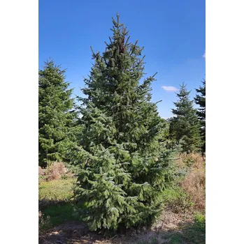 Vánoce GREENBOSS Smrk omorika Excelent
