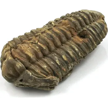 Fosilie Zkamenělina trilobit č. 5b