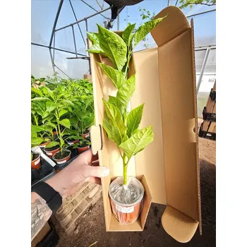 Sazenice Sazenice Brown Bhutlah