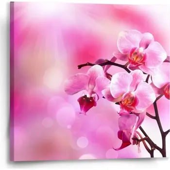 Obraz Sablio Obraz Květy orchideje - 50x50 cm