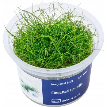 ELEOCHARIS PARVULA IN-VITRO HRNEK 5 cm ROSTLINY