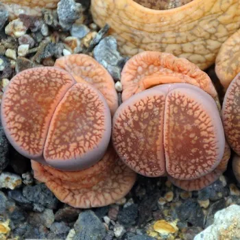 Semeno Lithops euniceae Fluminalis - semena lithopsu - 5 ks