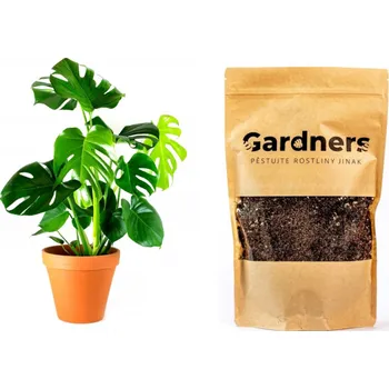 Gardners Set Monstera deliciosa a substrát, M Monstera skvostná