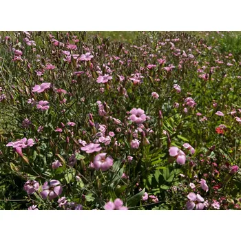 Travní směs Austrosaat RŮŽOVÁ - květinová směs Balení: 50 g