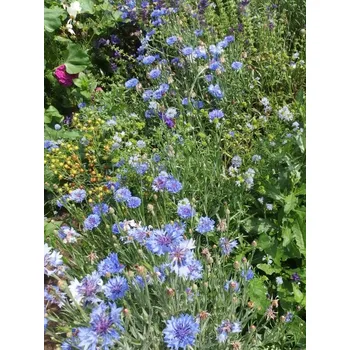 Travní směs Austrosaat MODRÁ - květinová směs Balení: 50 g