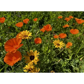 Travní směs Austrosaat ORANŽOVÁ - květinová směs Balení: 50 g