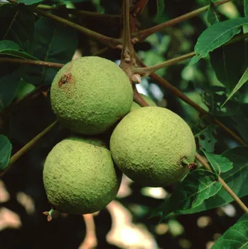 Semeno Ořešák černý - Juglans nigra - semena ořešáku - 2&nbsp;ks