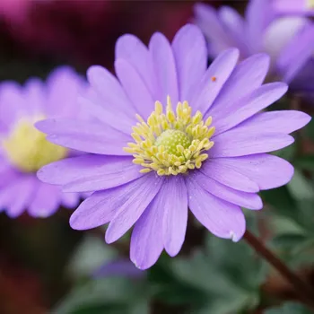 Cibulovina Sasanka vábná Violet Star - Anemone blanda - hlízy sasanky - 3 ks