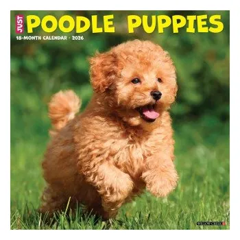 Kalendář Poodle Puppies 2026 12 X 12 Wall Calendar (EN)