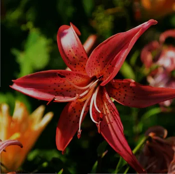 Semeno Lilie Martagon Maroon King - Lilium - cibule lilie - 1 ks