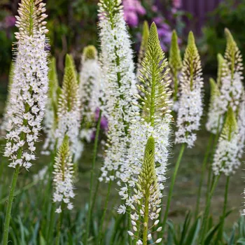 Cibulovina Liliochvostec himalájský - Eremurus himalaicus - hlízy liliochvostce - 1 ks