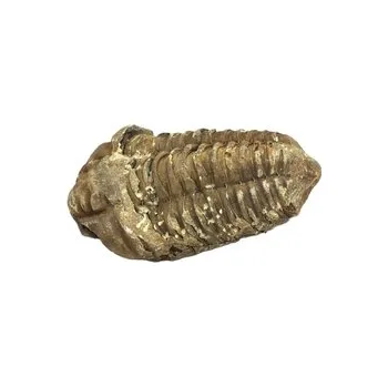 Trilobit / 6427