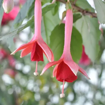 Marrus Pearl Fuchsie 652