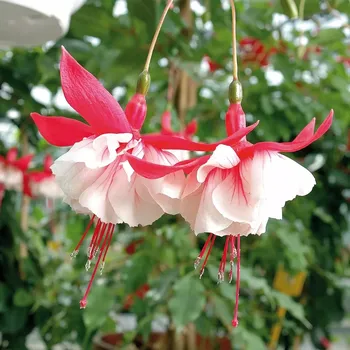 Super Sport Fuchsie 669