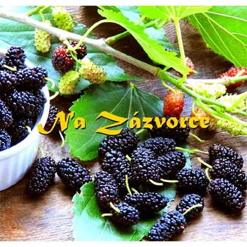 Sazenice Moruše ZAKRSLÁ ´Mojo Berry´